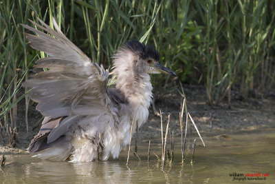 Nitticora (Nycticorax nycticorax)