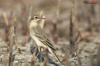 Cutrettola (Motacilla flava )