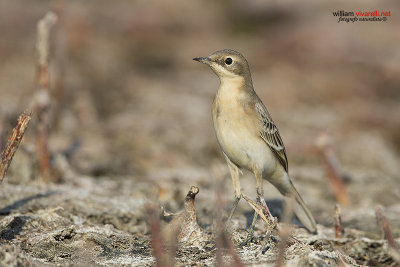 Cutrettola (Motacilla flava )