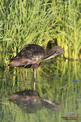 Minattaio (Plegadis falcinellus)