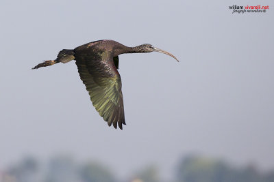 Minattaio (Plegadis falcinellus)