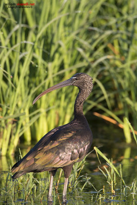 Minattaio (Plegadis falcinellus)