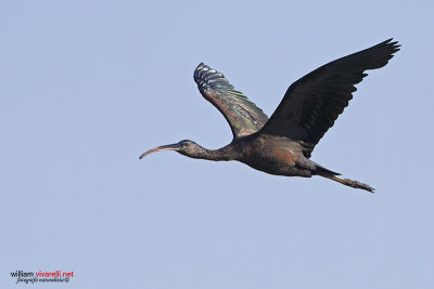 Minattaio (Plegadis falcinellus)