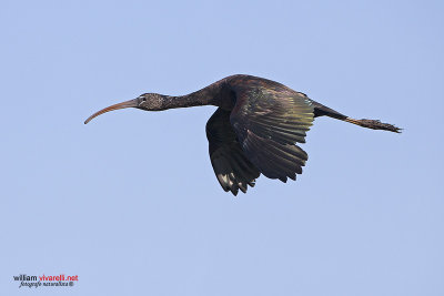 Minattaio (Plegadis falcinellus)