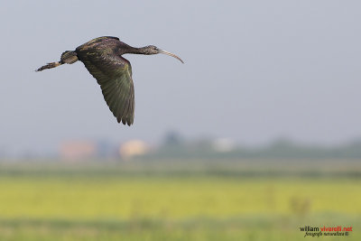 Minattaio (Plegadis falcinellus)