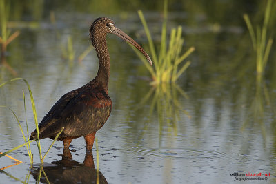 Minattaio (Plegadis falcinellus)