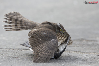 Sparviere (Accipiter nisus) Gazza (Pica pica)