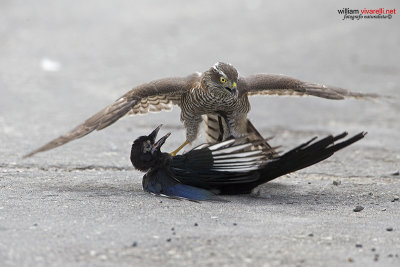 Sparviere (Accipiter nisus) Gazza (Pica pica)