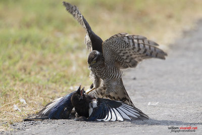 Sparviere (Accipiter nisus) Gazza (Pica pica)