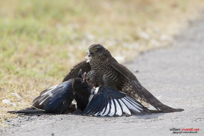 Sparviere (Accipiter nisus) Gazza (Pica pica)