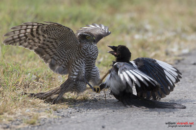 Sparviere (Accipiter nisus) Gazza (Pica pica)