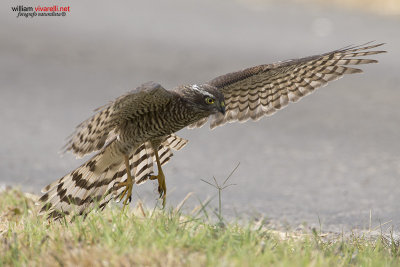 Sparviere (Accipiter nisus)