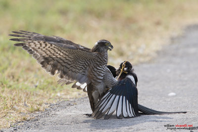 Sparviere (Accipiter nisus) Gazza (Pica pica)