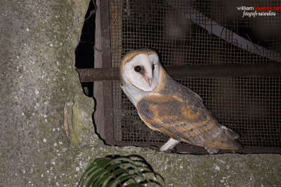 Barbagianni (Tyto alba)