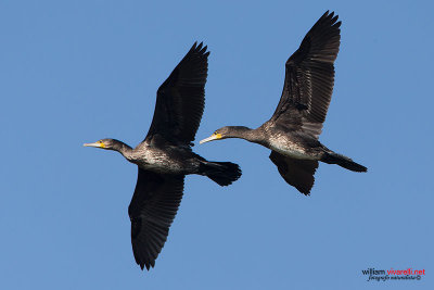 Cormorano (Phalacrocorax carbo)