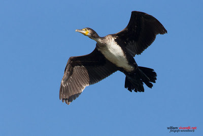 Cormorano (Phalacrocorax carbo)