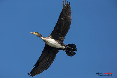 Cormorano (Phalacrocorax carbo)