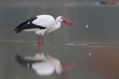 Cicogna (Ciconia ciconia)