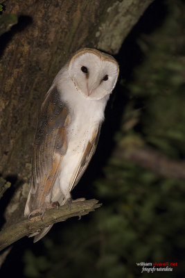 Barbagianni (Tyto alba)