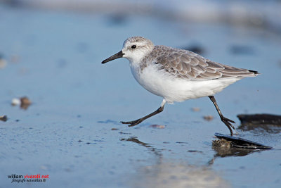 Piovanello tridattilo (Calidris alba)