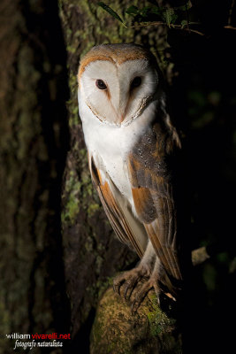 Barbagianni (Tyto alba)