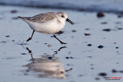 Piovanello tridattilo (Calidris alba)