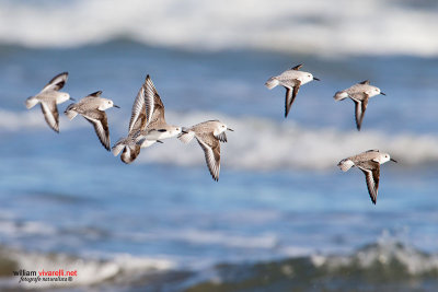 Piovanello tridattilo (Calidris alba)