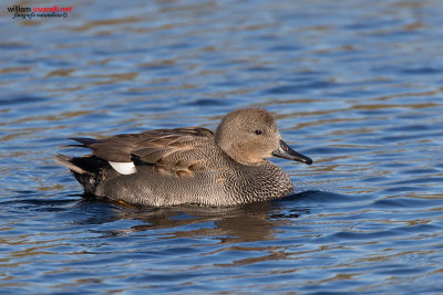 Canapiglia (Anas strepera)