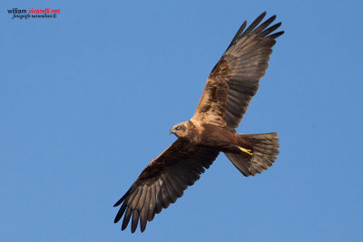 Falco di palude (Circus aeruginosus) 