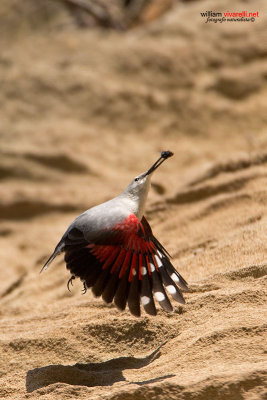 Picchio muraiolo (Tichodroma muraria)