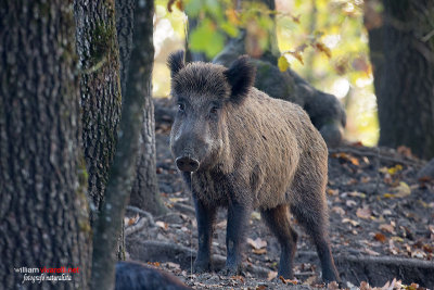 Cinghiale (Sus scrofa)