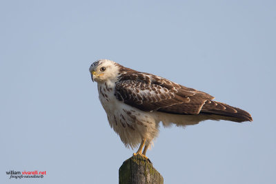 Poiana (Buteo buteo)