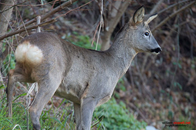 Capriolo (Capreolus capreolus)