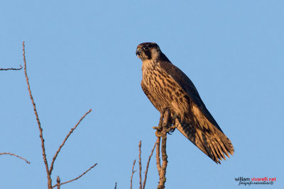 Falco pellegrino (Falco peregrinus)