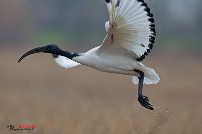 Ibis sacro (Threskiornis aethiopicus)