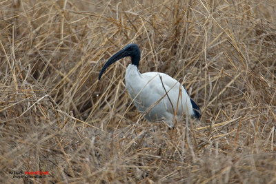 Ibis sacro (Threskiornis aethiopicus)