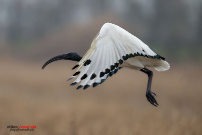 Ibis sacro (Threskiornis aethiopicus)