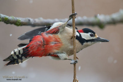 Picchio rosso maggiore (Dendrocopos major)