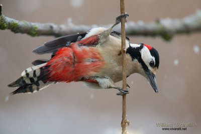 Picchio rosso maggiore (Dendrocopos major)