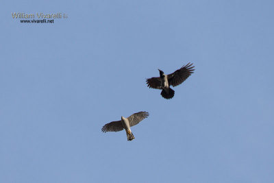 Sparviere (Accipiter nisus) Cornacchia