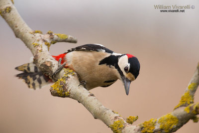 Picchio rosso maggiore (Dendrocopos major)