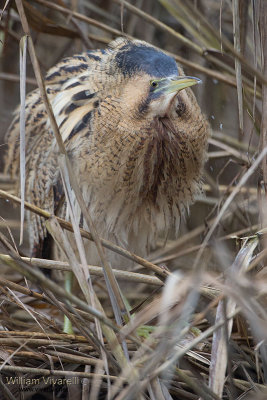 Tarabuso (Botaurus stellaris)