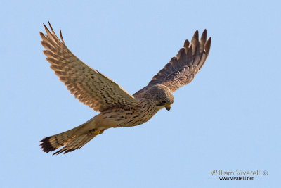 Gheppio (Falco tinnunculus)