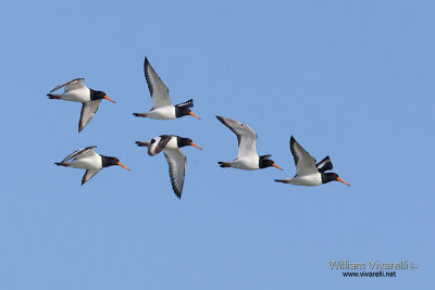 Beccaccia di mare (Haematopus ostralegus)