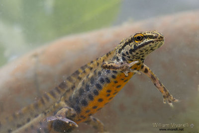 Tritone punteggiato (Triturus vulgaris)