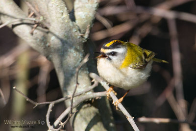 Fiorrancino (Regulus ignicapilla)