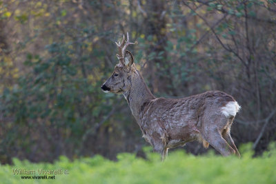 Capriolo (Capreolus capreolus)