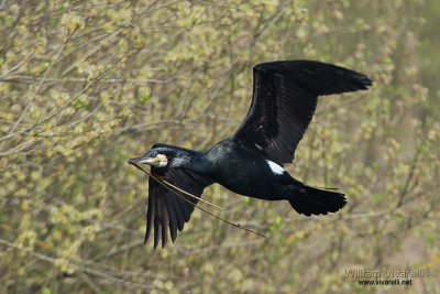 Cormorano (Phalacrocorax carbo)