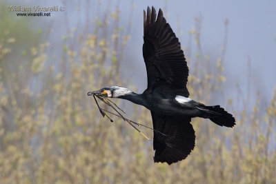 Cormorano (Phalacrocorax carbo)