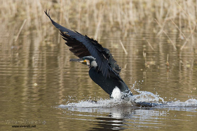 Cormorano (Phalacrocorax carbo)